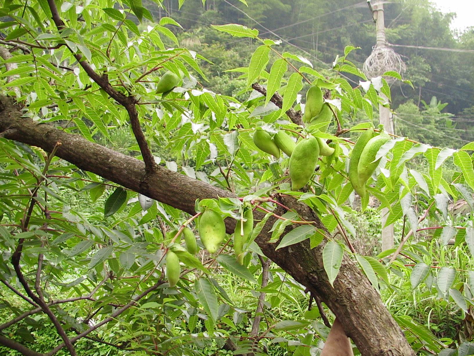 張家界久瑞生物科技有限公司